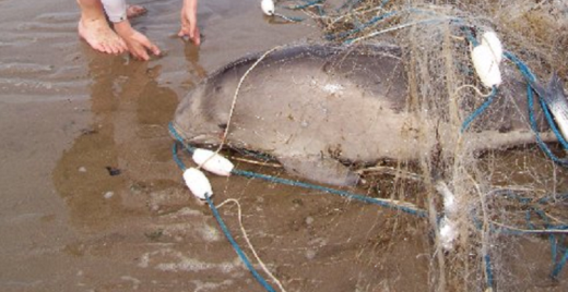 © F. Hobson / Sea Watch Foundation