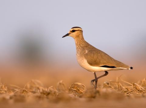 Sociable Lapwing © Subramanya CK, 2010