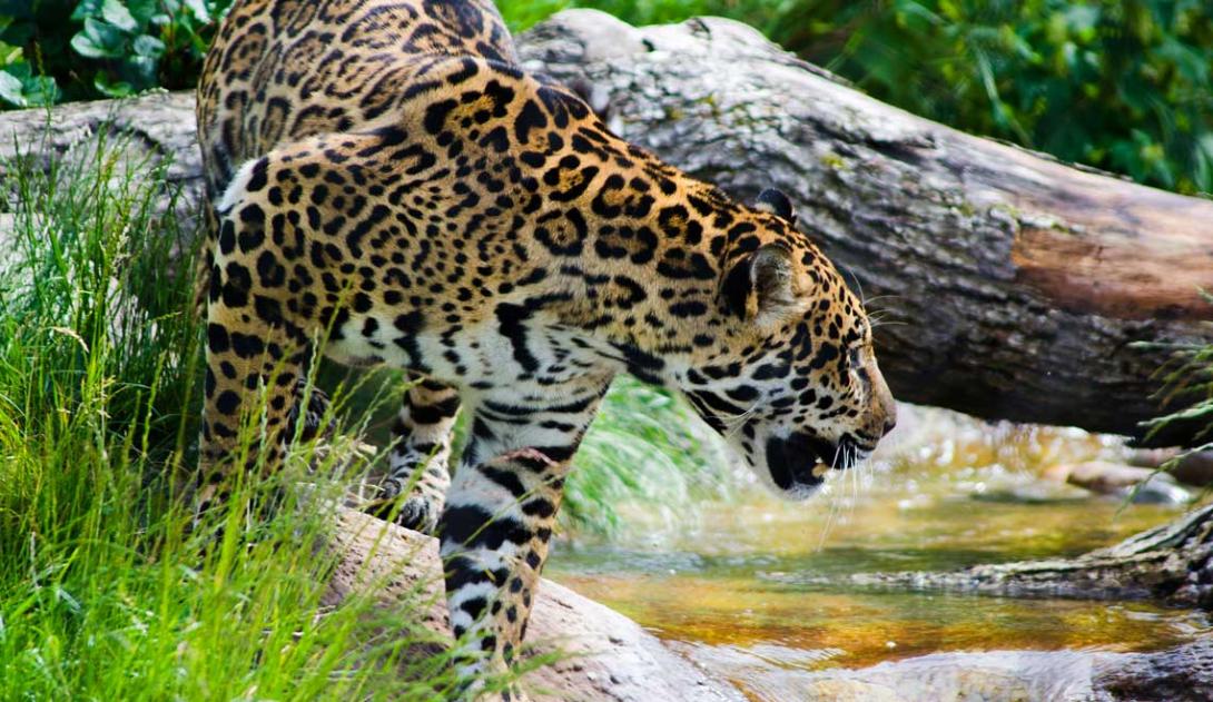 Jaguar