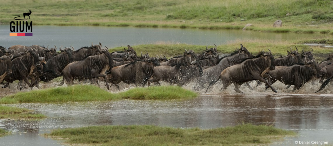 Wildebeest migration daniel rosengren with gium logo