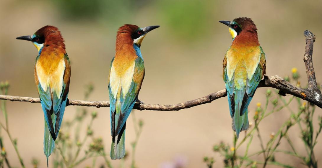 Bee eater