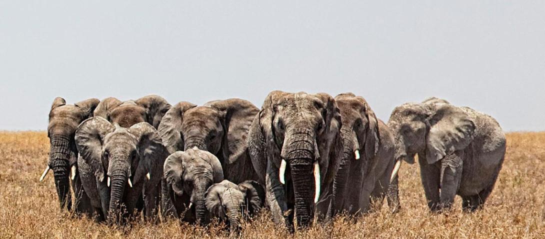 Photo of Elephants by Noel Feans, CC BY 2.0, via Wikimedia Commons
