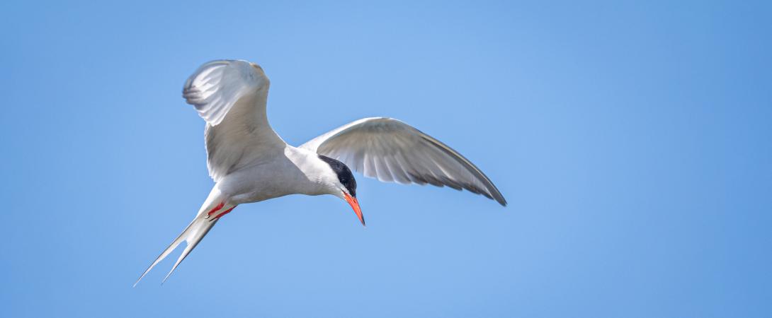 Common Tern 