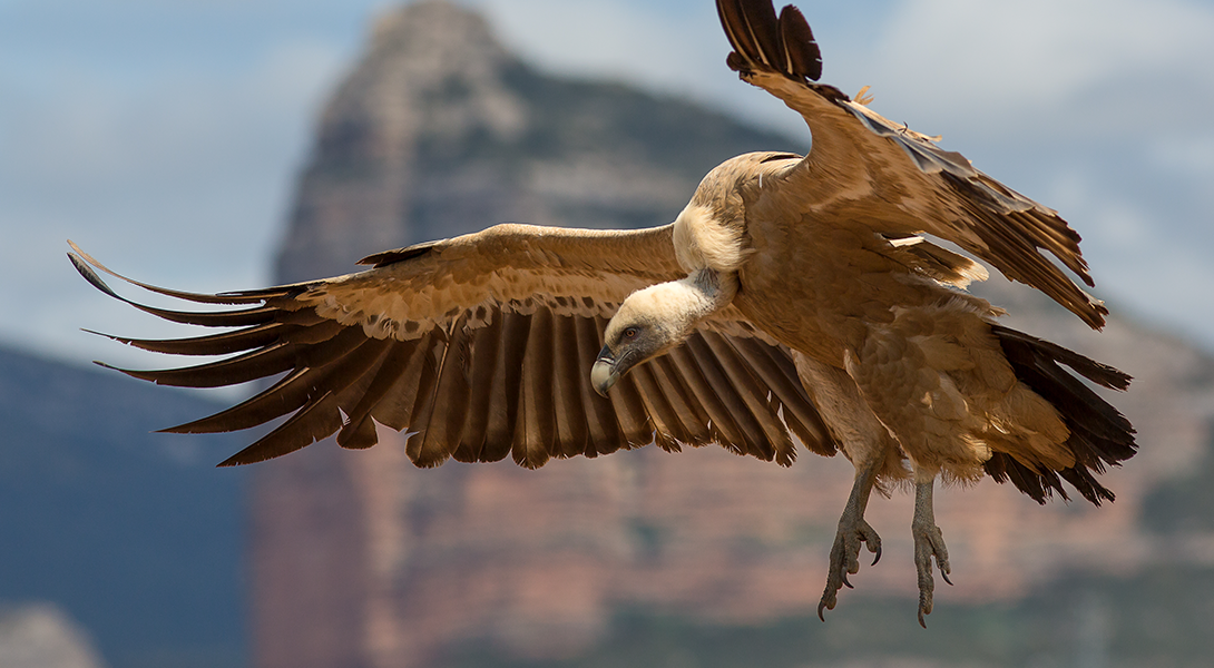 Eurasian griffon vultures (Gyps fulvus) are at risk from non-steroidal anti-inflammatory drugs. Image credit: Pierre Dalous/Wikimedia. 