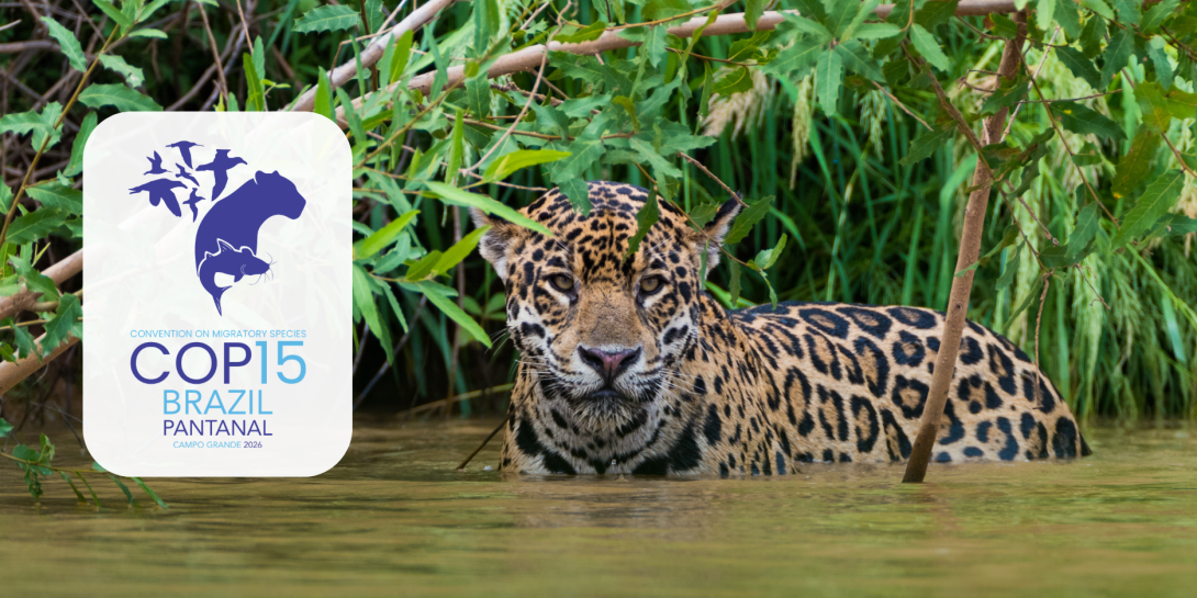 Jaguar, Brazil, Pantanal