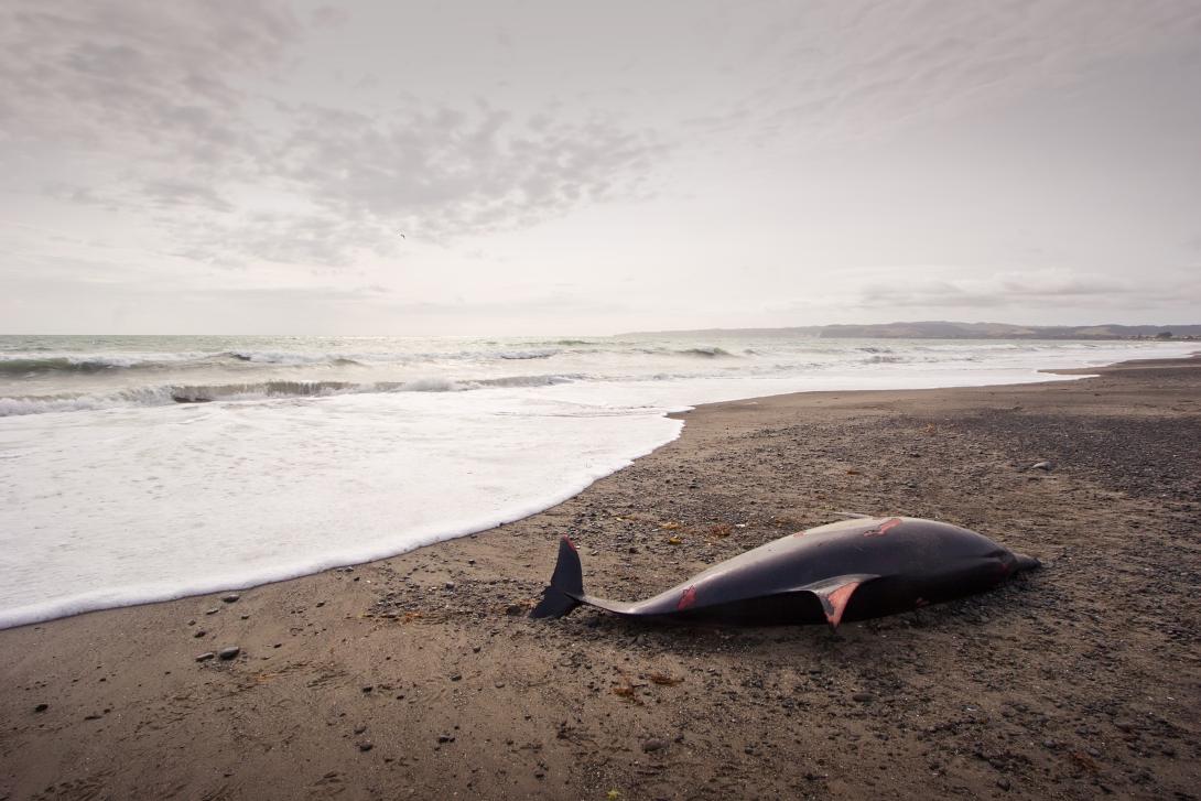 Stranded Dolphin © Adobe Stock Images