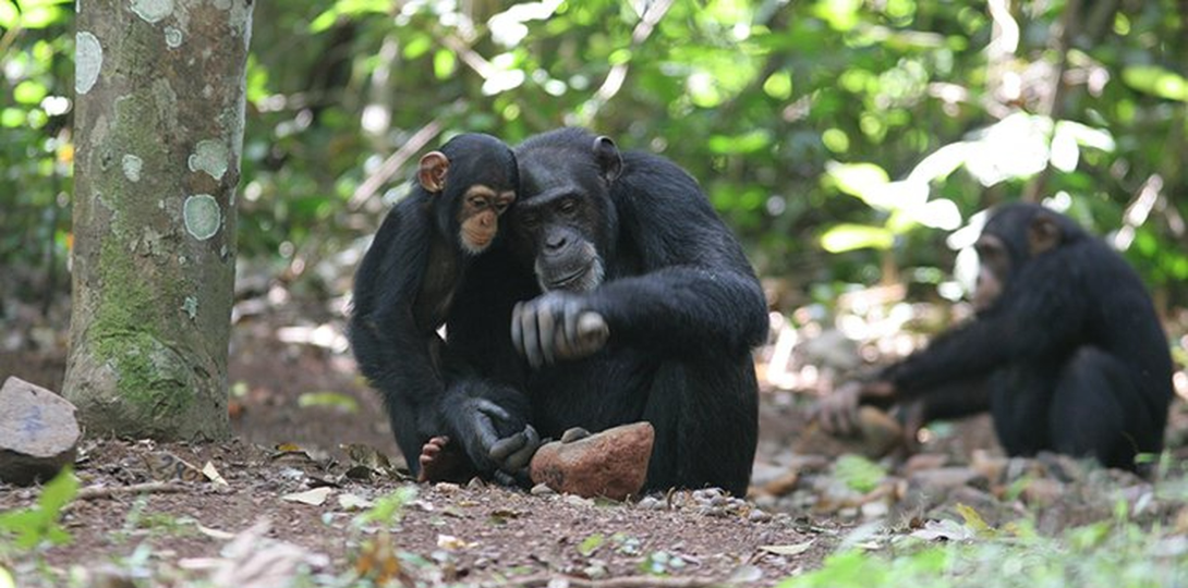 Nut-cracking Chimpanzee © Tetsuro Matsuzawa Primate Research Institute