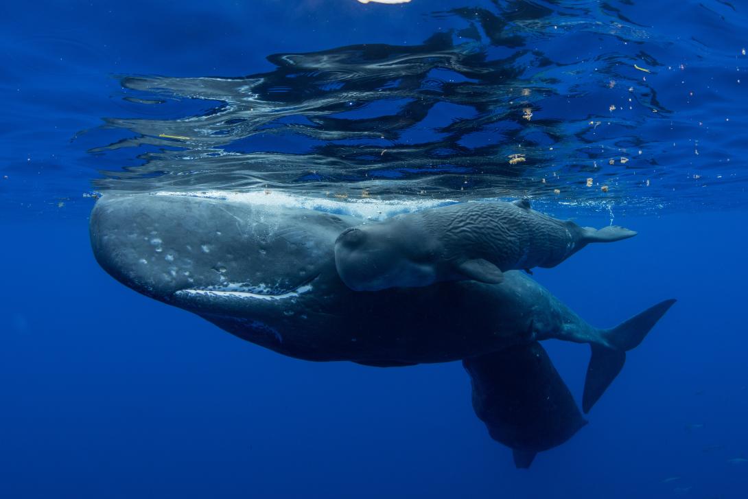 Sperm whales, mother and calf © Adobe Stock Images
