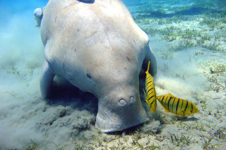 Dugong © Flickr Photos