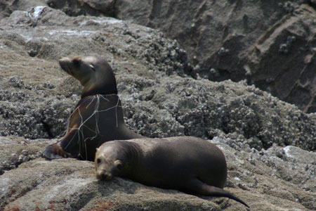 Focas enredadas en red de monofilamento  © Courtesy NOAA, NMFS permit 932-1905