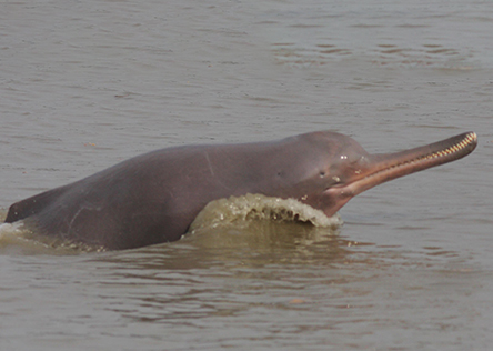 Ganges River Dolphin © Zahangir Alom