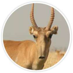 Saiga Antelope © Navinder Singh