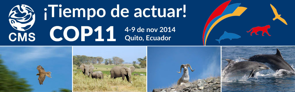 Fotografías de derecha a izquierda: Halcón Sacre (Falco cherrug) © Robert Harding; Elefante africano (Loxodonta africana) © Peter Prokosh; Muflón argal (Ovis ammon) © Askar Davletbakov; Delfín mular (Tursiops truncatus)  ©  Joao Corvina