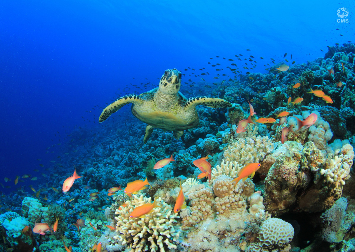 Hawksbill Turtle swimming in a coral reef © Richcarey/Getty Images Pro
