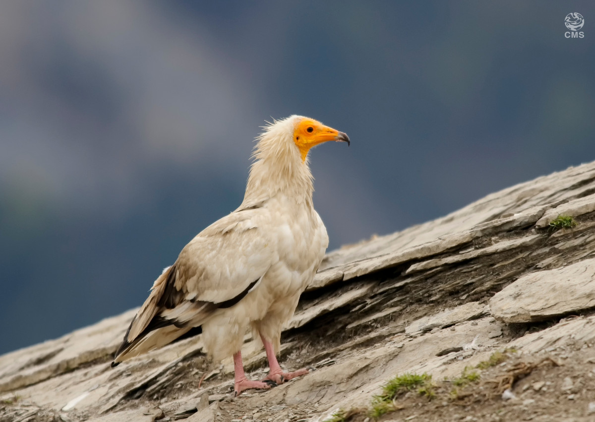 Egyptian Vulture © Daniel Jara/Getty Images