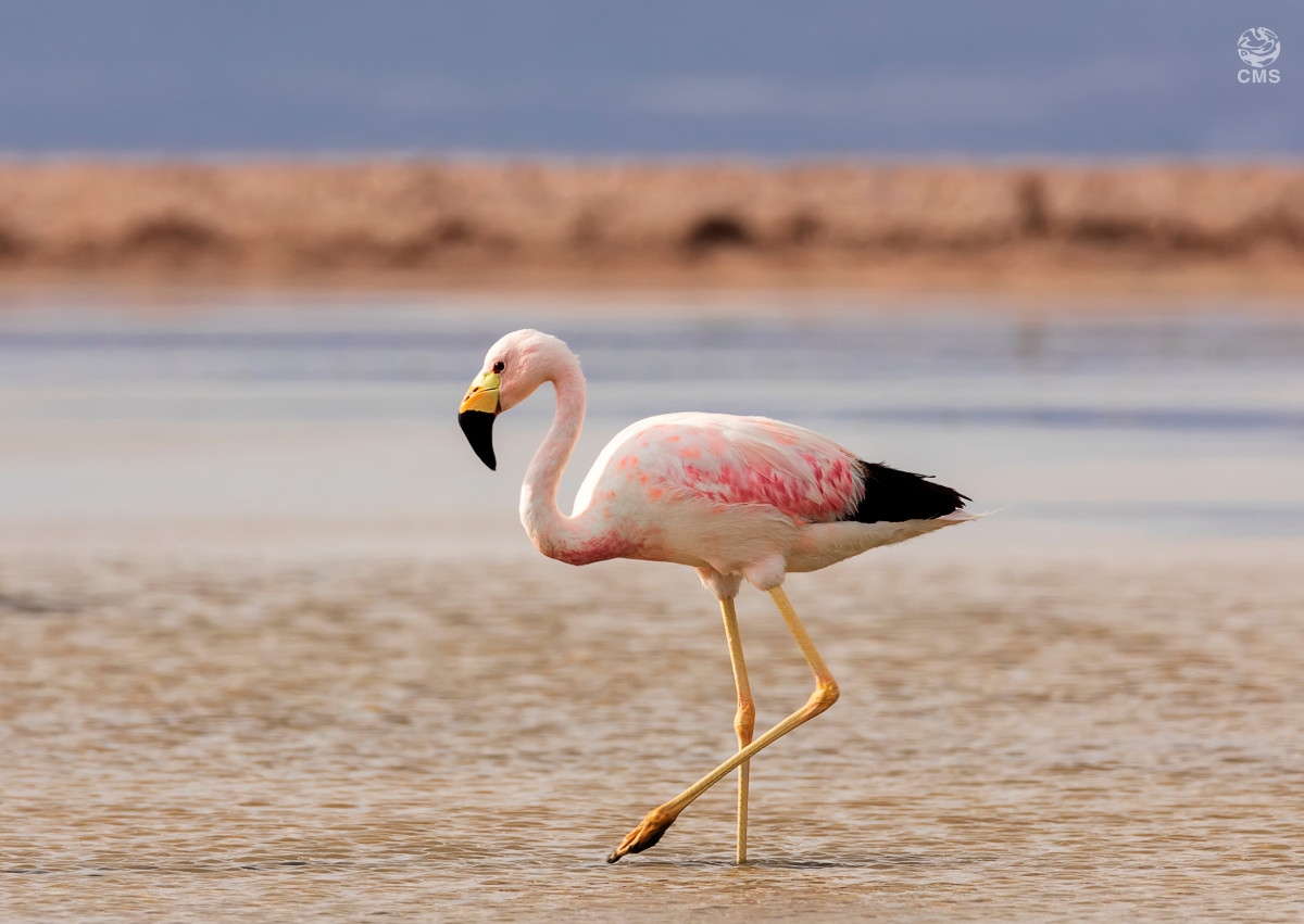 Andean Flamingo © Olga Tarasyuk/Getty Images