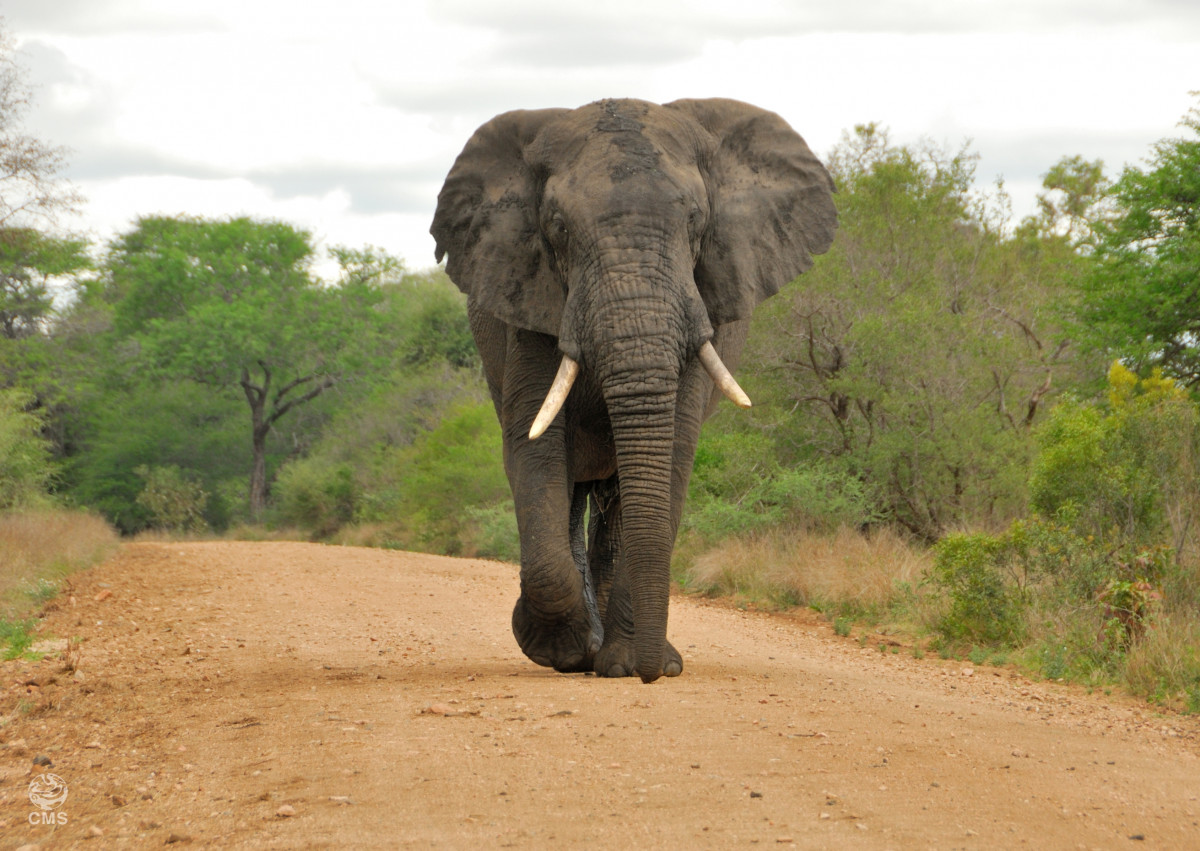 African Elephant © Canva.com
