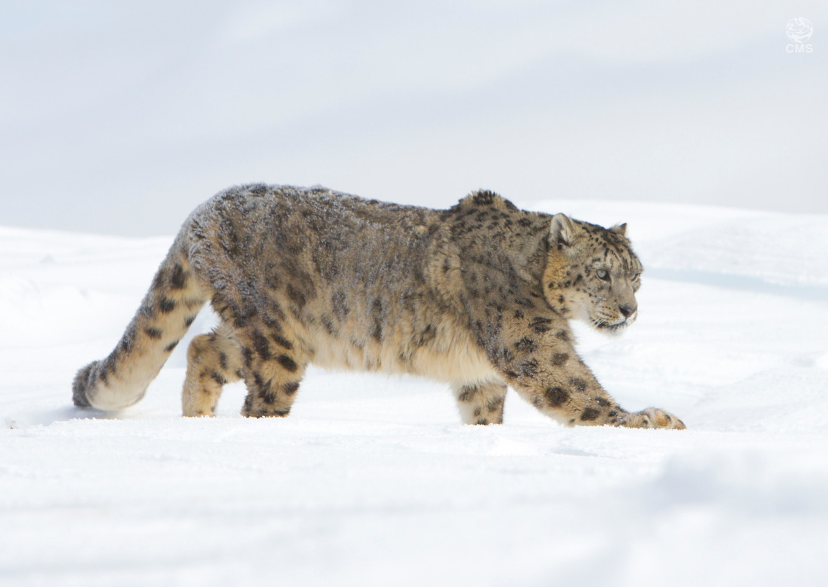 Snow Leopard © Michael Viard/Getty Images