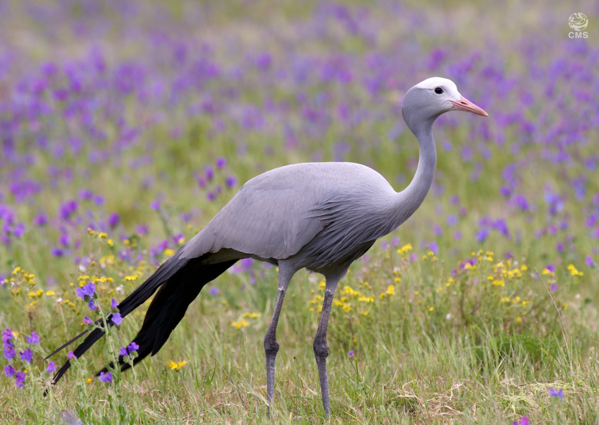 Blue Crane © Canva.com 