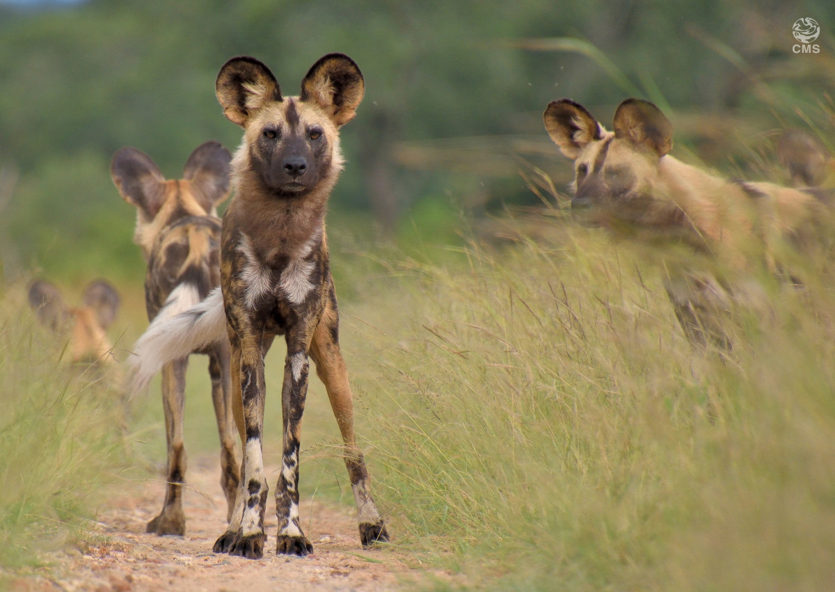 African Wild Dogs © Phillip Visser/Pexels.com