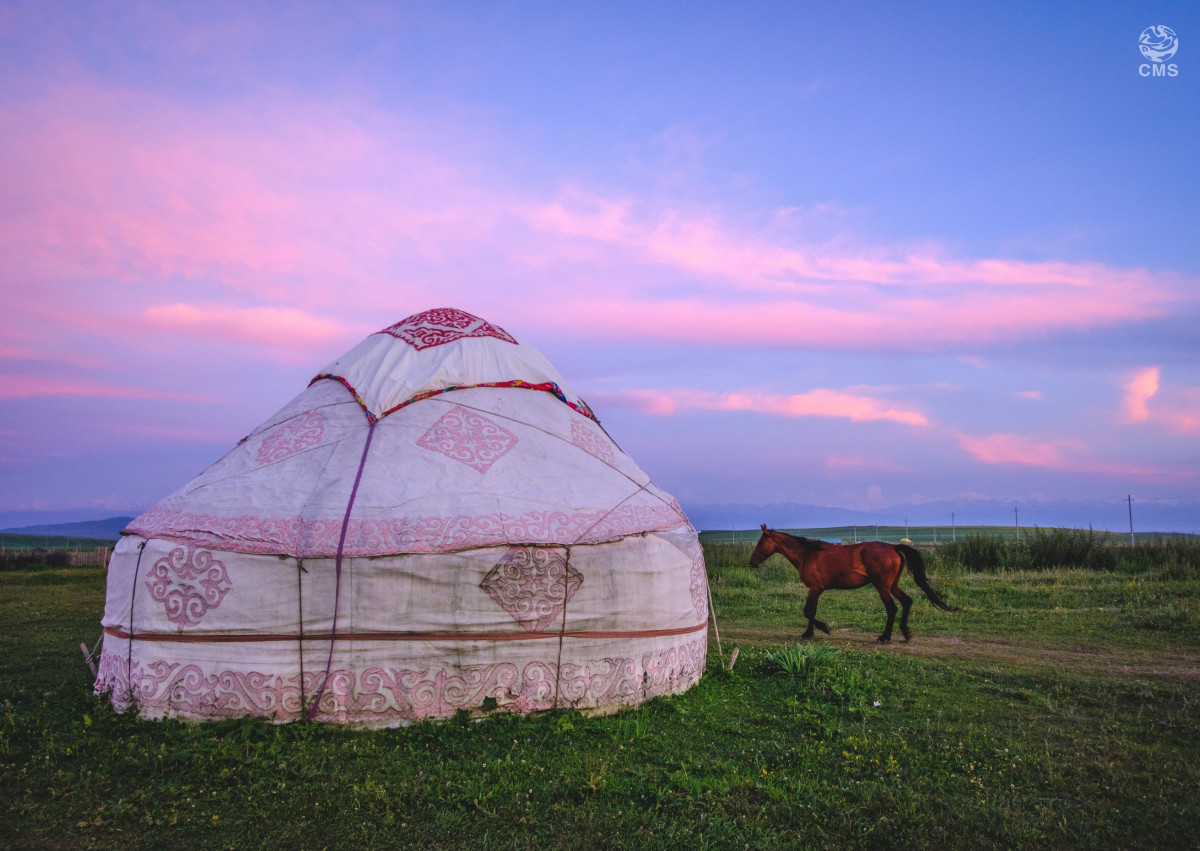 Many horses pass the yurt in grassland in Xinjiang, China © Canva.com
