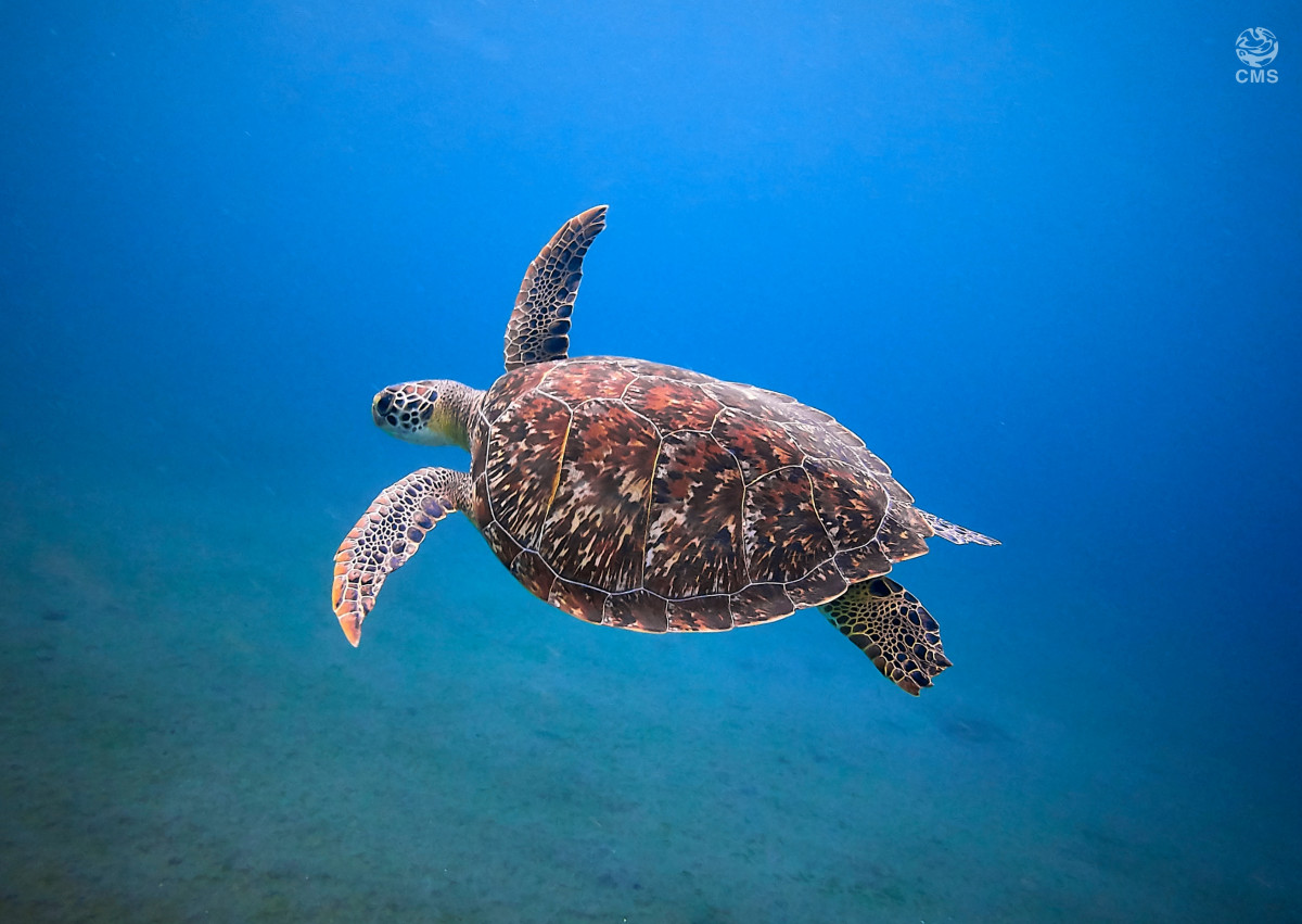 Green Turtle © Canva.com 