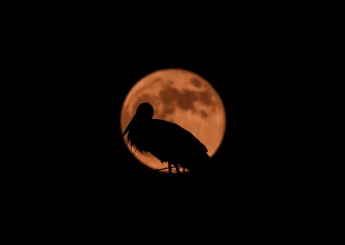 White Stork in front of full moon © Pexels.com White Stork in front of full moon © Pexels.com