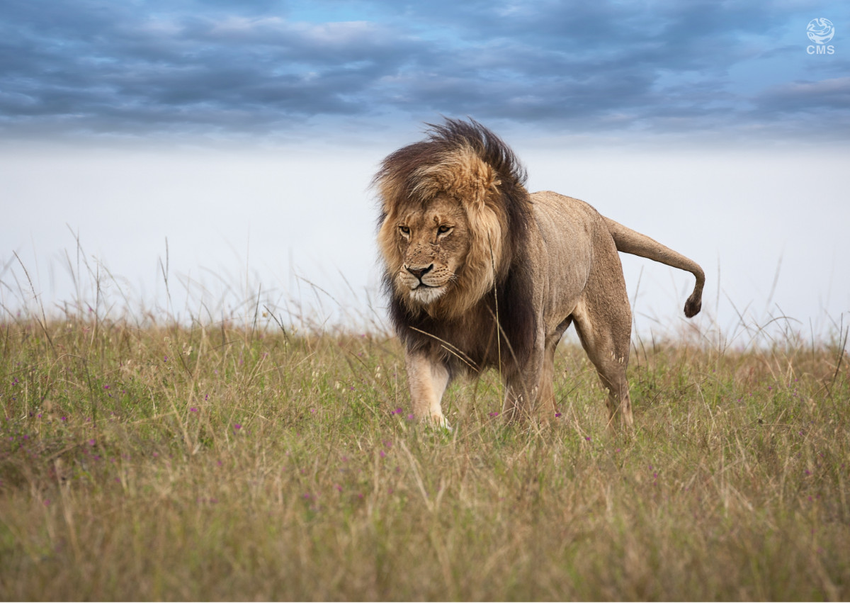 African Lion © Canva.com 