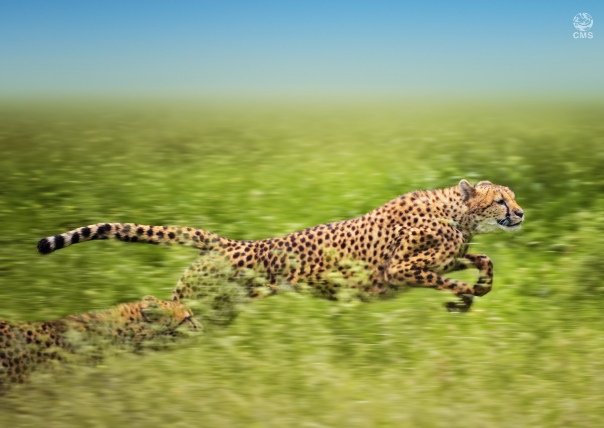 Cheetahs on the hunt © Freder/Getty Images
