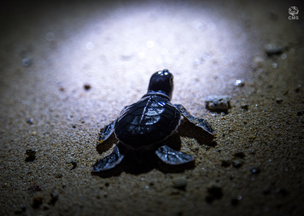 A green sea turtle hatchling races across the beach towards the ocean at Pulau Libaran, Borneo © Goddard_Photography/Getty Images Signature A green sea turtle hatchling races across the beach towards the ocean at Pulau Libaran, Borneo © Goddard_Photography/Getty Images Signature