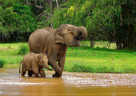 Asian Elephant © Amila Tennakoon