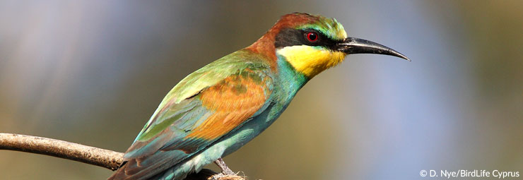 © D. Nye/BirdLife Cyprus
