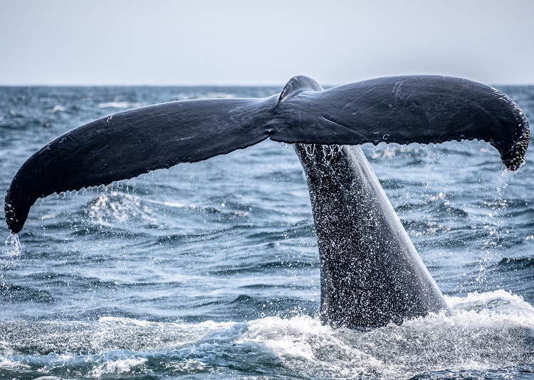 Photo by Richard Sagredo on Unsplash (https://unsplash.com/photos/ZC2PWF4jTHc)