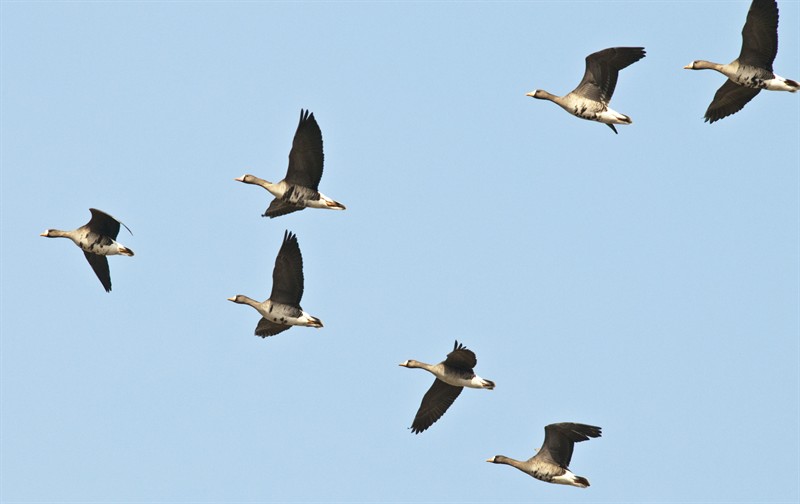 White-fronted geese © Peter Prokosch/GRIDA