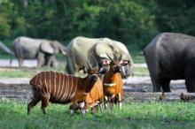 Wildlife in the Sangha Trinational Site, where Dzanga-Sanga National Park of the Central African Republic is located. Photo: Andréa Turkalo