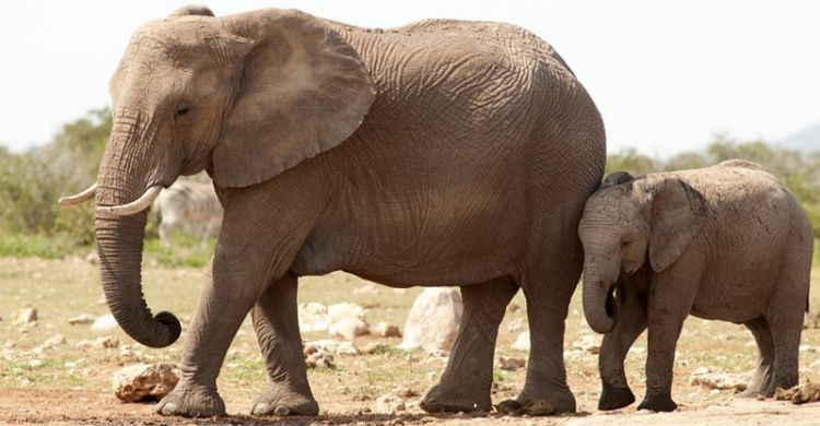 Elephants (Loxodonta africana) at waterhole, Etoscha National Park, Namibia © Peter Prokosch